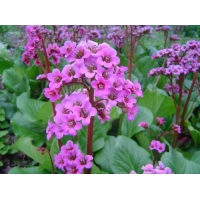 Bergenia'Rotblum'