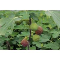 Ficus carica'Rouge de Bordeaux' 