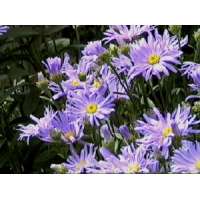 Aster amellus'Rudolf Goethe' 