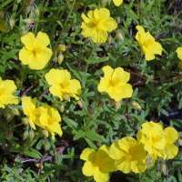 Helianthemum'Golden Queen'
