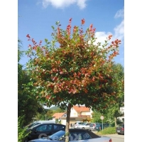 Crataegus persimilis'Splendens' 