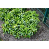 Prunus laurocerasus'Mount Vernon' 