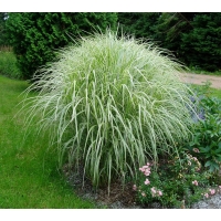 Miscanthus sinensis'Variegatus'