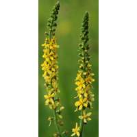 Agrimonia eupatoria