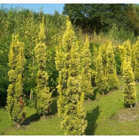 Taxus baccata'Fastigiata Aurea' 