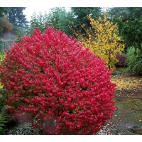 Euonymus alatus'Compactus' 