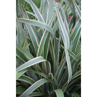 Phormium cookerianum'Tricolor' 