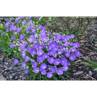 Campanula carpatica'Blaue Clips'