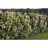 Philadelphus'Lemoinei' 
