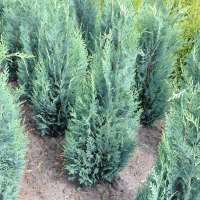 Chamaecyparis lawsoniana'Columnaris Glauca' 120-140 cm.kluit 
