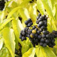 Phellodendron amurense 