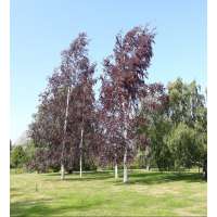 Betula pendula'Purpurea' 