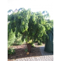 Robinia pseudoacacia'Tortuosa' 