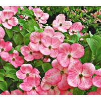 Cornus'Stellar Pink' 