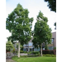 Betula ermanii'Holland' 