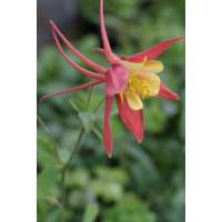 Aquilegia'Koralle'