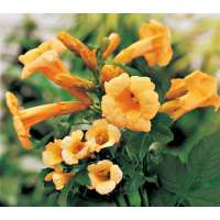 Campsis radicans'Flava' 