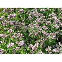 Origanum laevigatum'Aromaticum'