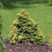 Cryptomeria japonica'Twinkle toes' 