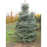 Picea pungens'Glauca' 