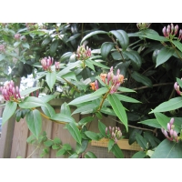 Lonicera henryi 