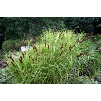 Carex muskingumensis