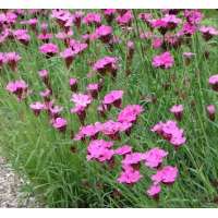Dianthus carthusianorum
