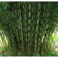 Fargesia robusta'Pingwu' 