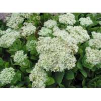 Sedum spectabile'Iceberg'