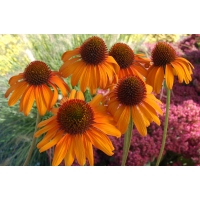 Echinacea'Tiki Torch'