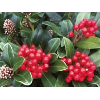 Skimmia japonica'Olympic Flame' 