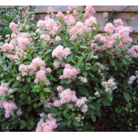 Ceanothus pallidus'Marie Simon' 