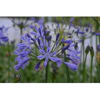 Agapanthus'Su Casa' 