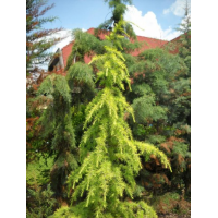 Cedrus deodara'Vink's Golden' 
