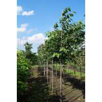 Poliothyrsis sinensis 