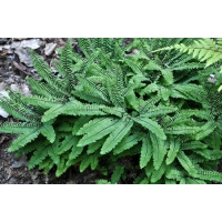 Adianthum pedatum'Imbricatum'
