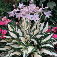 Hosta'Fire and Ice' 