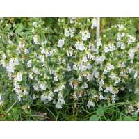 Teucrium chamaedrys'Album'