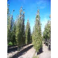 Populus tremula'Erecta' 