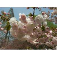 Prunus serrulata'Ichiyo' 