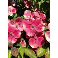 Cornus kousa'Soleil Rouge' 
