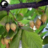 Sinojackia xylocarpa 