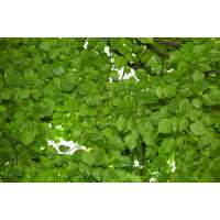 Tilia cordata'Böhlje' 