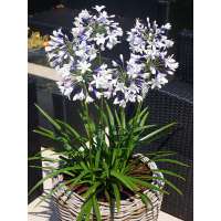Agapanthus'Twister' 