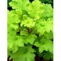Heuchera'Northern Exposure Lime'