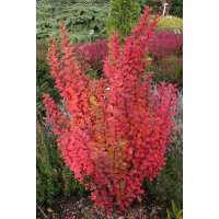 Berberis thunbergii'Powpow' 