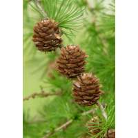 Larix decidua 