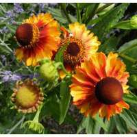 Helenium'Betty'
