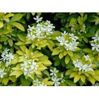 Choisya ternata'Sundance' 