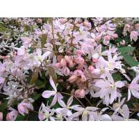 Clematis armandii'Apple Blossom' 